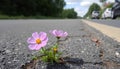 Cosmos flower grow in cracks in the asphalt road Royalty Free Stock Photo