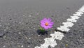 Cosmos flower grow in cracks in the asphalt road 2 Royalty Free Stock Photo