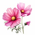 Cosmos Flower Illustration: Whimsical And Realistic Clipart On White Background