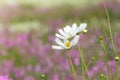 Cosmos flower