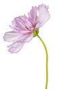 Cosmos flower isolated