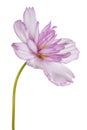 Cosmos flower isolated Royalty Free Stock Photo