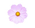 Cosmos Flower Isolated on White Background Royalty Free Stock Photo