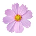 Cosmos flower isolated on white background Royalty Free Stock Photo