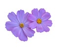 Cosmos flower isolated on white background Royalty Free Stock Photo