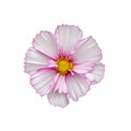 Cosmos flower isolated on white. Isolate of pink tender cosmos flower. Beautiful fresh natural terry flower