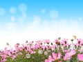 Cosmos flower meadow in springtime. Royalty Free Stock Photo