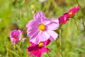 cosmos flower or Mexican aster flower or Cosmos sulphureus Cav or Compositae or Cosmos, pink flower Royalty Free Stock Photo