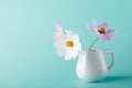 Cosmos flower in milk jug on aqua color background Royalty Free Stock Photo