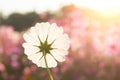 Cosmos flower in morning time (Sunrise) Royalty Free Stock Photo