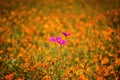 Cosmos flower among Orange Coreopsis Royalty Free Stock Photo
