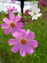 Cosmos flower by the park