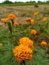 Cosmos flower in a peaceful rural community