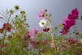 Cosmos flower photos in beautiful blue sky