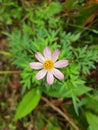 Cosmos Flower, pink with white gradations