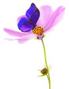 Cosmos flower and purple butterfly isolated on white background. Pink cosmos. Clipping path Royalty Free Stock Photo