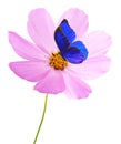 Cosmos flower and purple butterfly isolated on white background. Pink cosmos. Clipping path Royalty Free Stock Photo