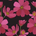 Cosmos flower seamless pattern illustration. Floral seamless pattern with pink cosmos flowers on black background. Royalty Free Stock Photo