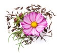 Cosmos Flower And Seeds Composition White Background Royalty Free Stock Photo