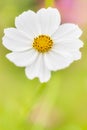 Cosmos Flower at Showa Kinen Park Royalty Free Stock Photo