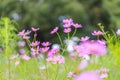 Cosmos Flower at Showa Kinen Park Royalty Free Stock Photo