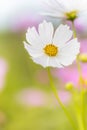 Cosmos Flower at Showa Kinen Park Royalty Free Stock Photo