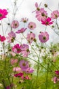 Cosmos Flower at Showa Kinen Park Royalty Free Stock Photo