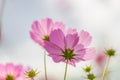 Cosmos Flower at Showa Kinen Park Royalty Free Stock Photo