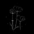 cosmos flower sketch on black background Royalty Free Stock Photo