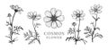 Cosmos flower sketch 1 Royalty Free Stock Photo