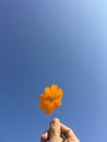 Orange Cosmos flower and blue sky Royalty Free Stock Photo