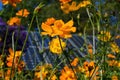 Cosmos flower and solar panels in the background Royalty Free Stock Photo