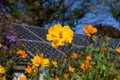 Cosmos flower and solar panels in the background Royalty Free Stock Photo