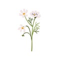 Cosmos flower. Spring floral plant, field bloom. Gentle fragile wildflower. Beautiful delicate blossomed summer branch