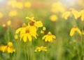 Cosmos flower springtime in garden, yellow color on blurred of nature background Royalty Free Stock Photo