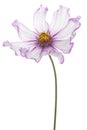 Cosmos flower