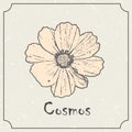 Cosmos flower. Vintage grunge marriage design template, floral artwork. Vector illustration of summer concept for Royalty Free Stock Photo
