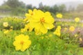 Cosmos flower field after rain in nature background of mountain and forest, rain water drop on yellow cosmos flower Royalty Free Stock Photo