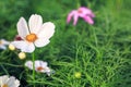 Cosmos flower