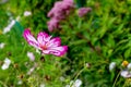 Cosmos flower white with a pink edge close-up. Blooming cosmea blossom natural fresh landscape background wallpaper Royalty Free Stock Photo