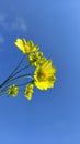 yellow cosmos flower in full bloom Royalty Free Stock Photo