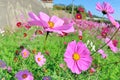 Cosmos flower Royalty Free Stock Photo