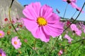 Cosmos flower Royalty Free Stock Photo