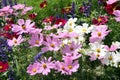 Cosmos on a flowering bed in a group of annuals