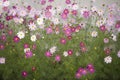 Cosmos flowers Royalty Free Stock Photo