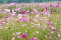 Cosmos flowers