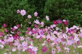 Cosmos flowers