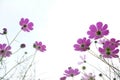 Cosmos flowers