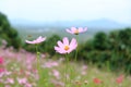 Cosmos flowers on background of blue sky
