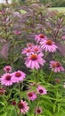 Cosmos Flowers